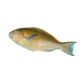 Parrot Fish Per kg