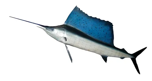 Smoked Sailfish Per kg 
