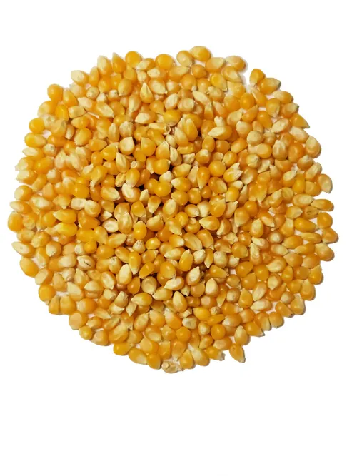 Popcorn 500gm 