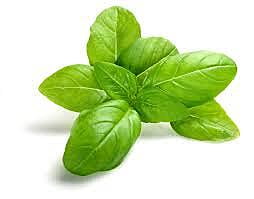 Basil Bunch