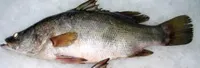 Nile Perch 1kg