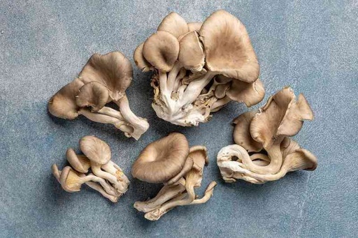 Mushroom Oyster 250gm