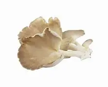Mushroom Oyster 250gm