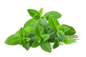 Fresh Mint Per kg 