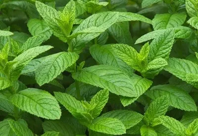 Natures Own Mint 20gm 