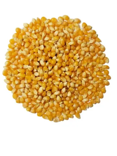 Popcorn 500gm 