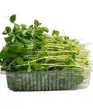Pea Sprouts Per Punnet 