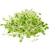Sunflower Sprouts Per Punnet
