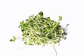 Kale Sprouts Per Punnet 